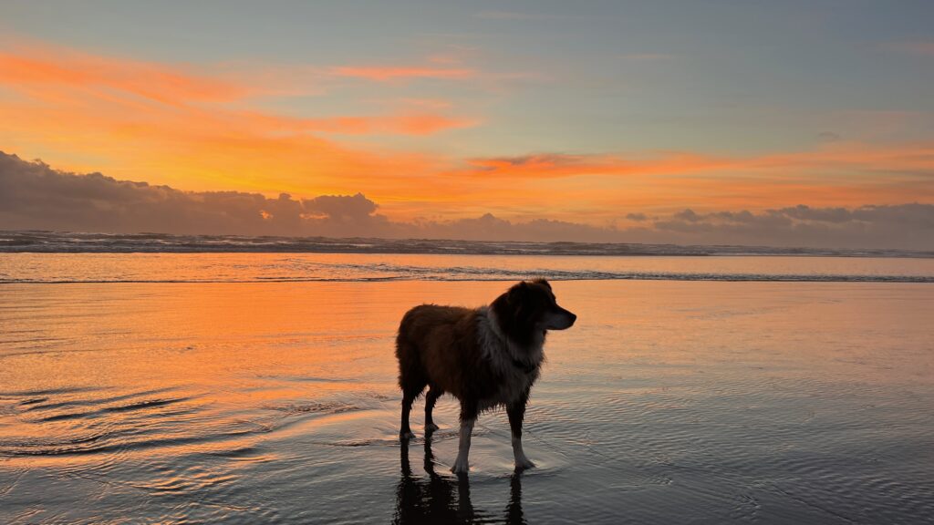 Dog Friendly Beach Resort in Washington